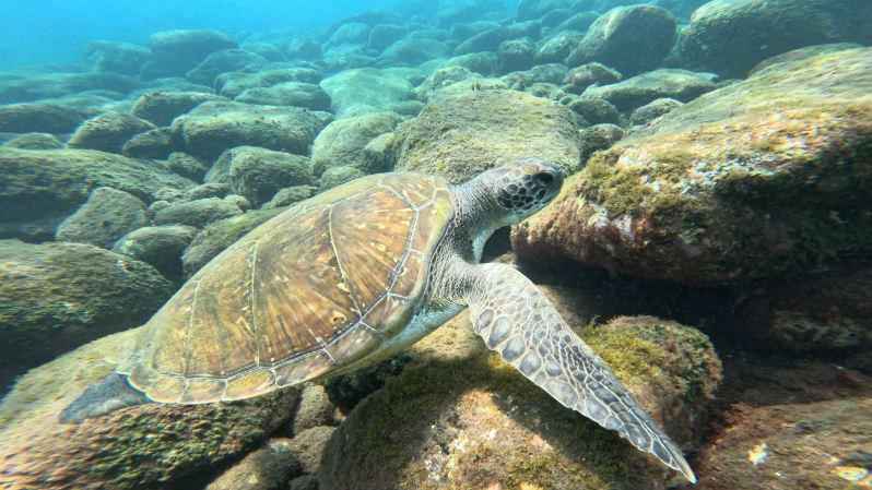 photo d'une tortue marine